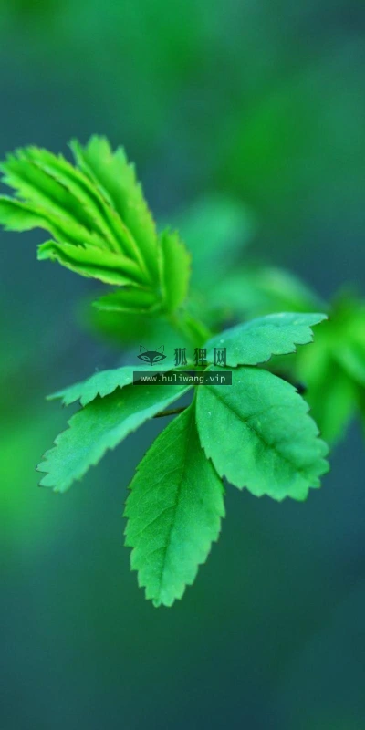 【12841】植物壁纸  2K 高清壁纸2560_1600@青蛙壁纸-笨猫小站