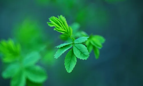 【12841】植物壁纸  2K 高清壁纸2560_1600@青蛙壁纸-笨猫小站