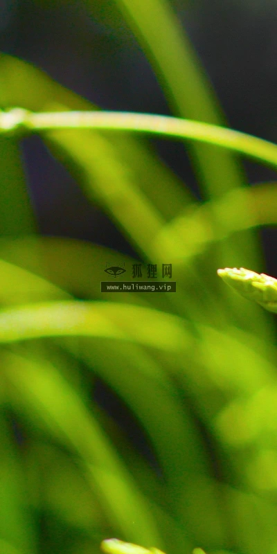【12842】植物壁纸  2K 高清壁纸2560_1600@青蛙壁纸-笨猫小站