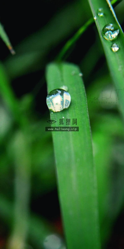 【12843】植物壁纸  2K 高清壁纸2560_1600@青蛙壁纸-笨猫小站