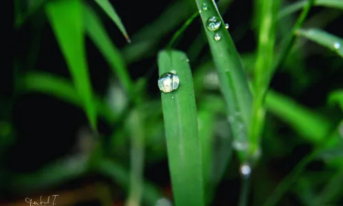 【12843】植物壁纸  2K 高清壁纸2560_1600@青蛙壁纸-笨猫小站