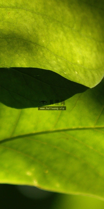 【12844】植物壁纸  2K 高清壁纸2560_1600@青蛙壁纸-笨猫小站