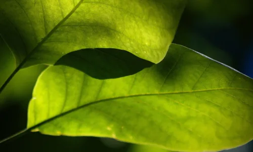 【12844】植物壁纸  2K 高清壁纸2560_1600@青蛙壁纸-笨猫小站