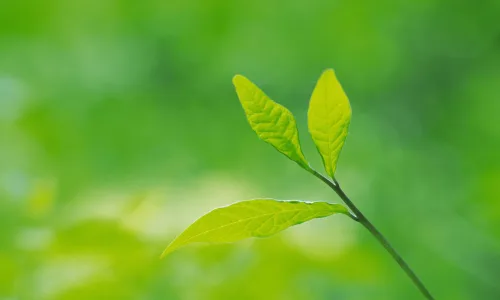 【12845】植物壁纸  2K 高清壁纸2560_1600@青蛙壁纸-笨猫小站