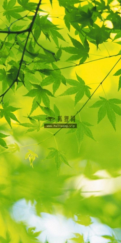 【12847】植物壁纸  2K 高清壁纸2560_1600@青蛙壁纸-笨猫小站