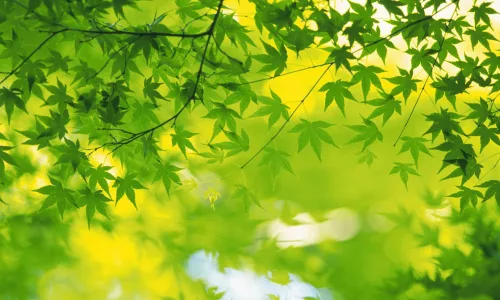 【12847】植物壁纸  2K 高清壁纸2560_1600@青蛙壁纸-笨猫小站