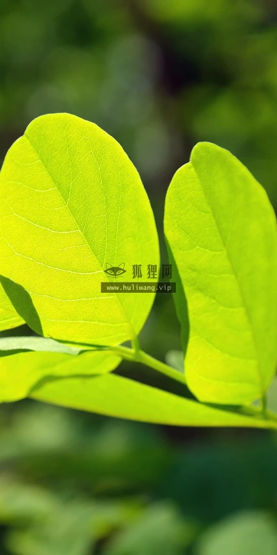 【12848】植物壁纸  2K 高清壁纸2560_1600@青蛙壁纸-笨猫小站