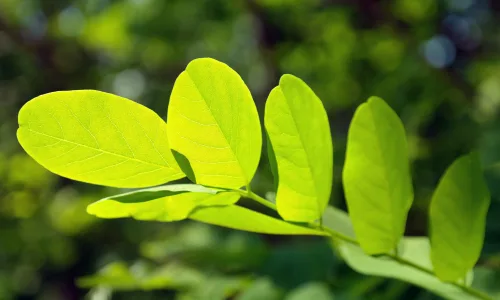 【12848】植物壁纸  2K 高清壁纸2560_1600@青蛙壁纸-笨猫小站