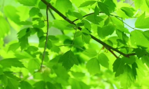 【12849】植物壁纸  2K 高清壁纸2560_1600@青蛙壁纸-笨猫小站