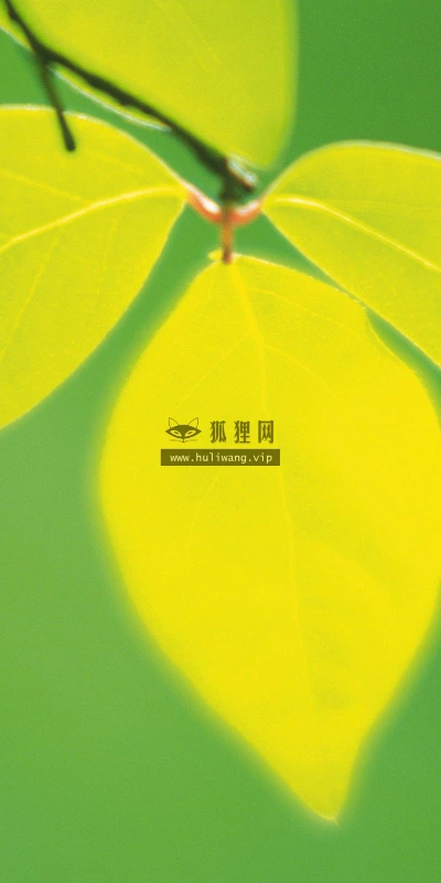 【12850】植物壁纸  2K 高清壁纸2560_1600@青蛙壁纸-笨猫小站