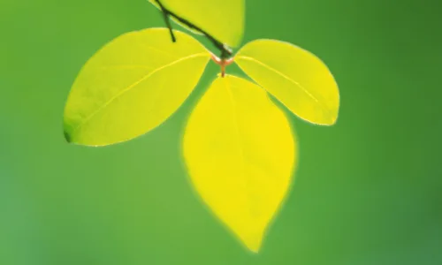 【12850】植物壁纸  2K 高清壁纸2560_1600@青蛙壁纸-笨猫小站