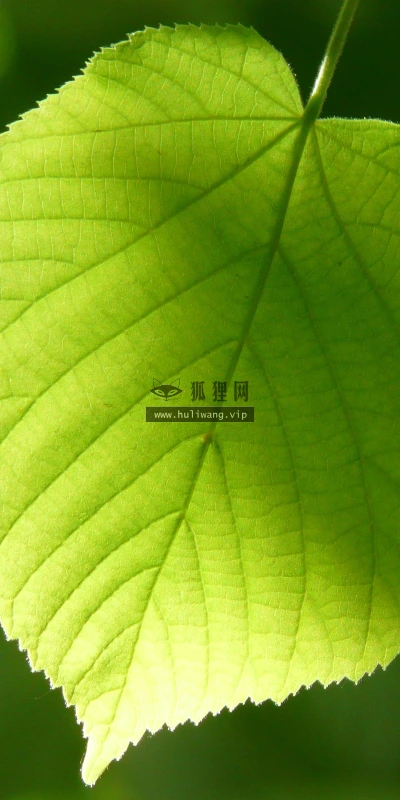 【12851】植物壁纸  2K 高清壁纸2560_1600@青蛙壁纸-笨猫小站