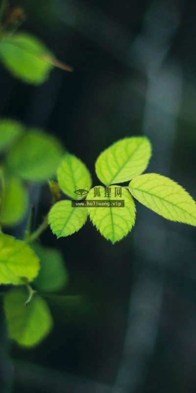 【12852】植物壁纸 2K 高清壁纸2560_1600@青蛙壁纸-笨猫小站