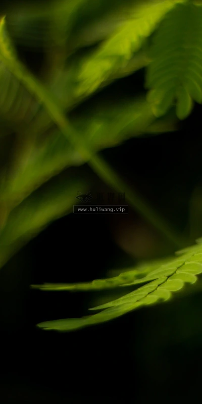 【12853】植物壁纸  2K 高清壁纸2560_1600@青蛙壁纸-笨猫小站