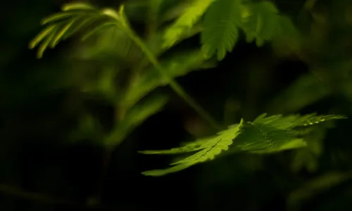 【12853】植物壁纸  2K 高清壁纸2560_1600@青蛙壁纸-笨猫小站