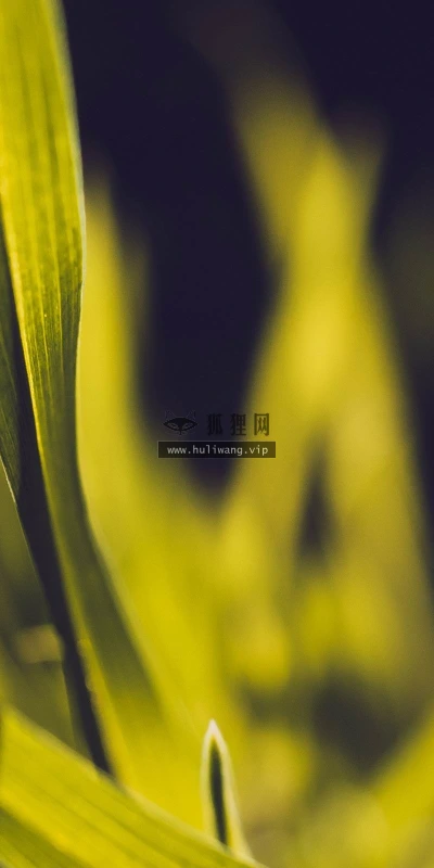 【12854】植物壁纸  2K 高清壁纸2560_1600@青蛙壁纸-笨猫小站