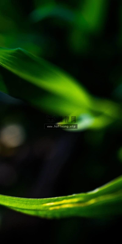 【12855】植物壁纸  2K 高清壁纸2560_1600@青蛙壁纸-笨猫小站