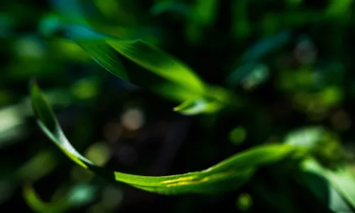 【12855】植物壁纸  2K 高清壁纸2560_1600@青蛙壁纸-笨猫小站
