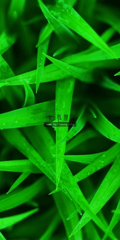 【12857】植物壁纸  2K 高清壁纸2560_1600@青蛙壁纸-笨猫小站