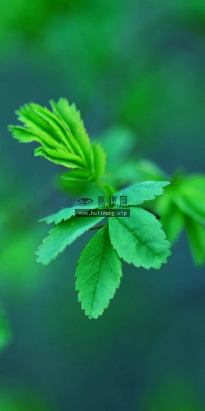 【12860】植物壁纸  2K 高清壁纸2560_1600@青蛙壁纸-笨猫小站