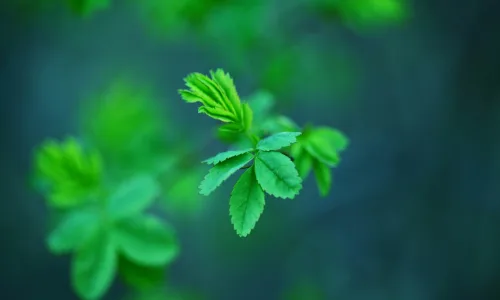 【12860】植物壁纸  2K 高清壁纸2560_1600@青蛙壁纸-笨猫小站