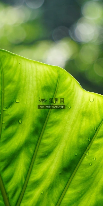 【12861】植物壁纸  2K 高清壁纸2560_1600@青蛙壁纸-笨猫小站