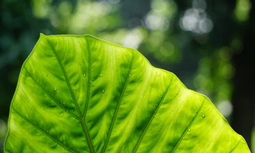 【12861】植物壁纸  2K 高清壁纸2560_1600@青蛙壁纸-笨猫小站