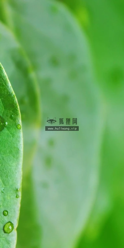 【12863】植物壁纸  2K 高清壁纸2560_1600@青蛙壁纸-笨猫小站