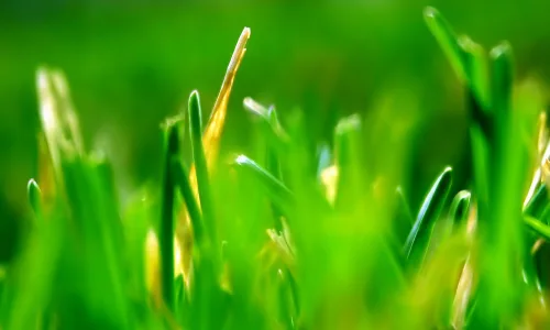 【12864】植物壁纸  2K 高清壁纸2560_1600@青蛙壁纸-笨猫小站