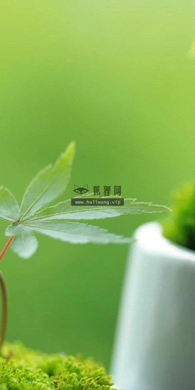 【12865】植物壁纸  2K 高清壁纸2560_1600@青蛙壁纸-笨猫小站