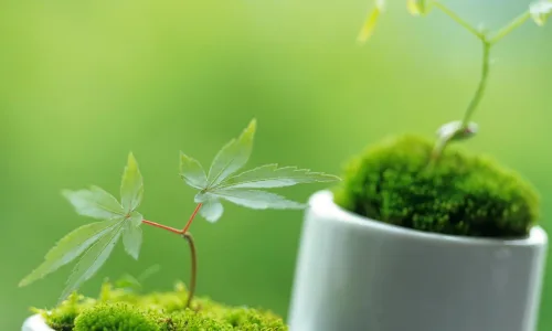 【12865】植物壁纸  2K 高清壁纸2560_1600@青蛙壁纸-笨猫小站