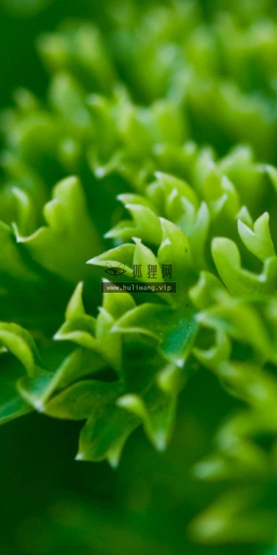 【12866】植物壁纸  2K 高清壁纸2560_1600@青蛙壁纸-笨猫小站