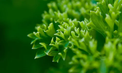 【12866】植物壁纸  2K 高清壁纸2560_1600@青蛙壁纸-笨猫小站