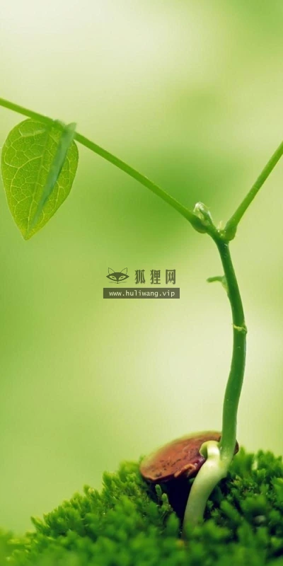 【12867】植物壁纸  2K 高清壁纸2560_1600@青蛙壁纸-笨猫小站