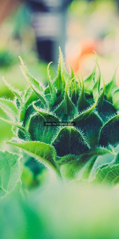 【12868】植物壁纸  2K 高清壁纸2560_1600@青蛙壁纸-笨猫小站