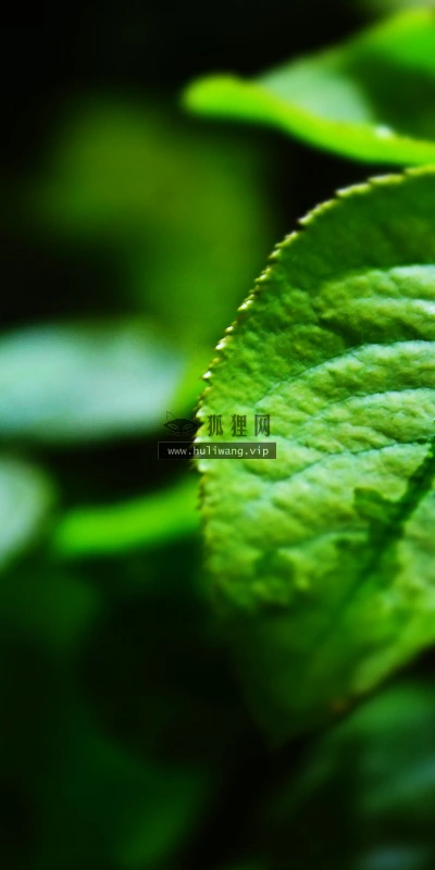 【12869】植物壁纸  2K 高清壁纸2560_1600@青蛙壁纸-笨猫小站