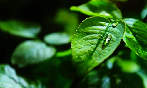 【12869】植物壁纸  2K 高清壁纸2560_1600@青蛙壁纸-笨猫小站