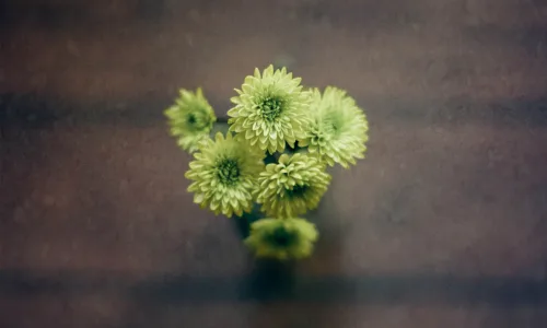 【12870】植物壁纸  2K 高清壁纸2560_1600@青蛙壁纸-笨猫小站