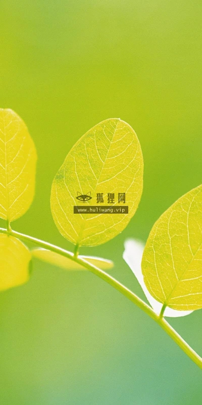 【12871】植物壁纸  2K 高清壁纸2560_1600@青蛙壁纸-笨猫小站