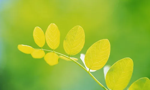 【12871】植物壁纸  2K 高清壁纸2560_1600@青蛙壁纸-笨猫小站