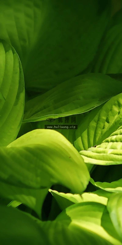 【12872】植物壁纸  2K 高清壁纸2560_1600@青蛙壁纸-笨猫小站