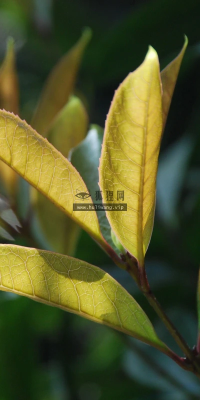 【12874】植物壁纸  2K 高清壁纸2560_1600@青蛙壁纸-笨猫小站