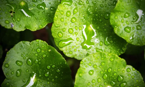 【12875】植物壁纸  2K 高清壁纸2560_1600@青蛙壁纸-笨猫小站