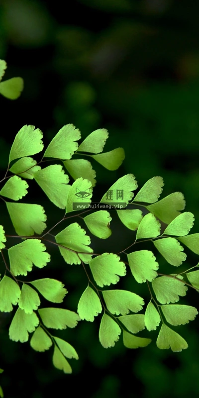 【12876】植物壁纸  2K 高清壁纸2560_1600@青蛙壁纸-笨猫小站