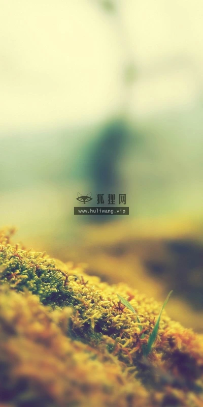 【12877】植物壁纸  2K 高清壁纸2560_1600@青蛙壁纸-笨猫小站