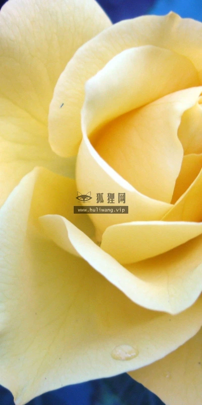 【12878】植物壁纸  2K 高清壁纸2560_1600@青蛙壁纸-笨猫小站