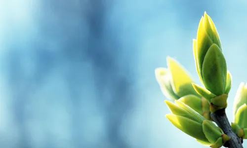 【12879】植物壁纸  2K 高清壁纸2560_1600@青蛙壁纸-笨猫小站