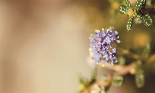 【12882】植物壁纸  2K 高清壁纸2560_1600@青蛙壁纸-笨猫小站