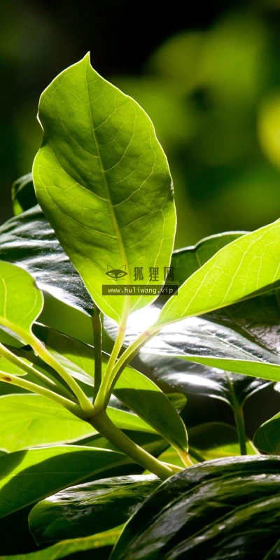 【12883】植物壁纸  2K 高清壁纸2560_1600@青蛙壁纸-笨猫小站