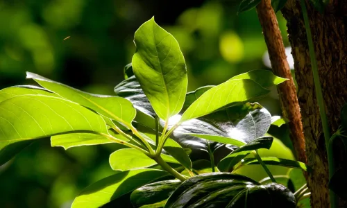 【12883】植物壁纸  2K 高清壁纸2560_1600@青蛙壁纸-笨猫小站